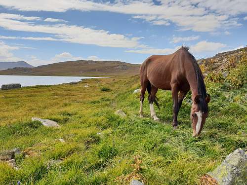 horse brown horse on green grass field mammal