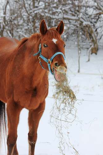 mammal brown horse on snow during daytime horse
