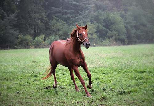 mammal brown horse running on green grass field colt horse