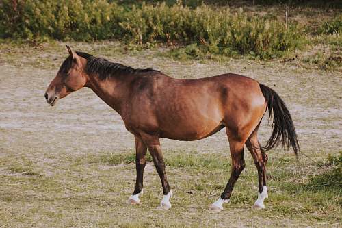 mammal brown horse standing near green plants horse