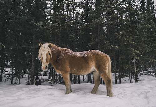mammal brown horse standing near pine trees horse