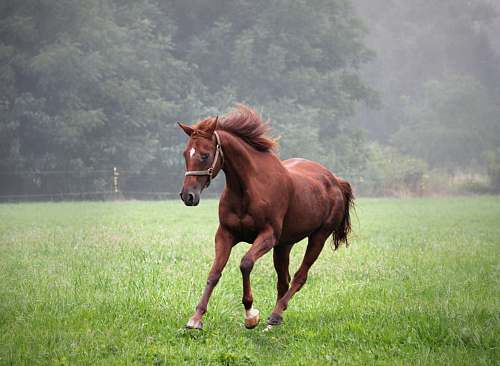 mammal brown horse standing on green grass colt horse