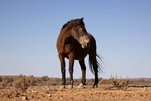 mammal brown horse under a calm blue sky horse