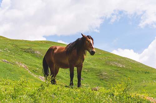 horse brown horse under clear blue sky mammal