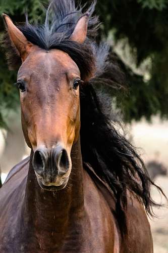 horse brown horse with black hair photo colt horse