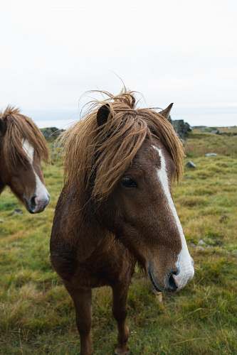 mammal brown horses on field horse