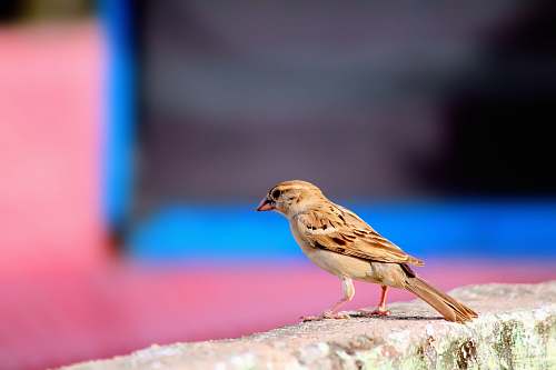 anthus brown house sparrow beak