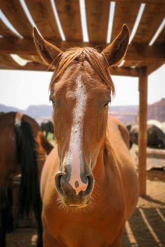 horse brown house standing on brown wooden tent mammal