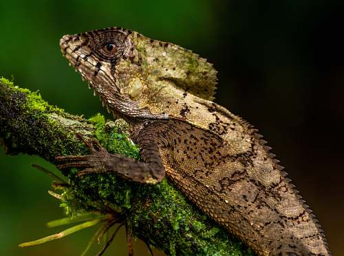 lizard brown iguana on tree branch reptile