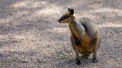 mammal brown kangaroo kid kangaroo