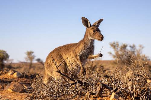 mammal brown kangaroo kangaroo