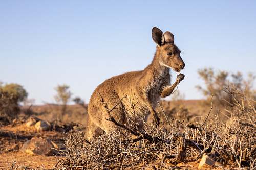 mammal brown kangaroo on field kangaroo