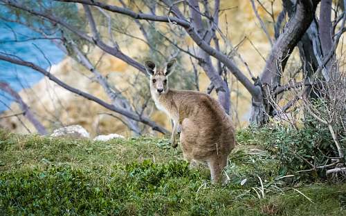 australia brown kangaroo on green field kangaroo