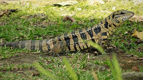 lizard brown komodo dragon on grass field reptile
