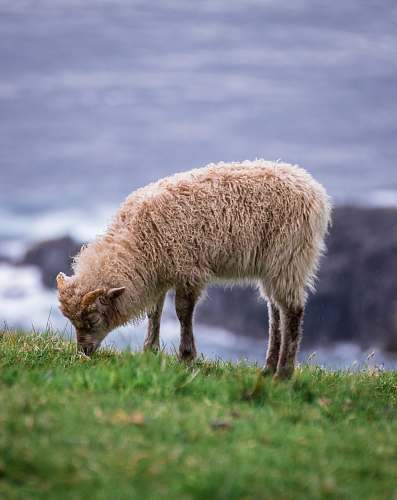 mammal brown lamb on grass field sheep