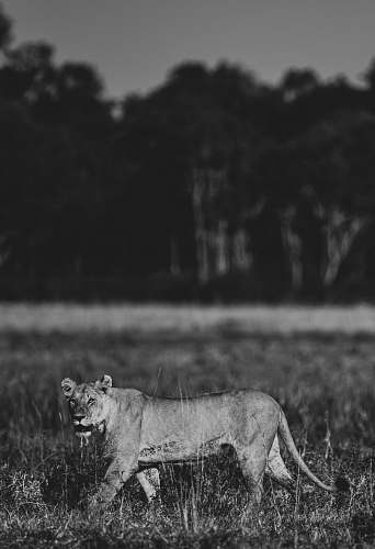 black-and-white brown lion lion