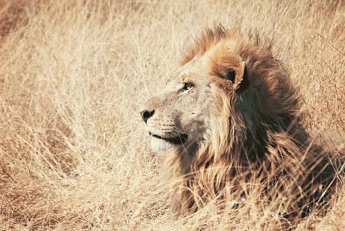 wildlife brown lion facing sideways mammal