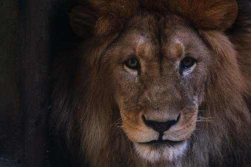 mammal brown lion in close up photo lion