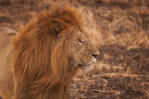 lion brown lion eyes
