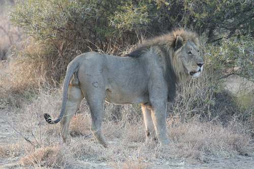 mammal brown lion near trees during daytime lion