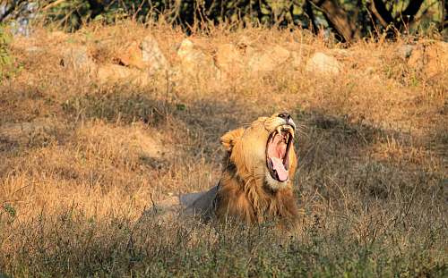 mammal brown lion on focus photography lion