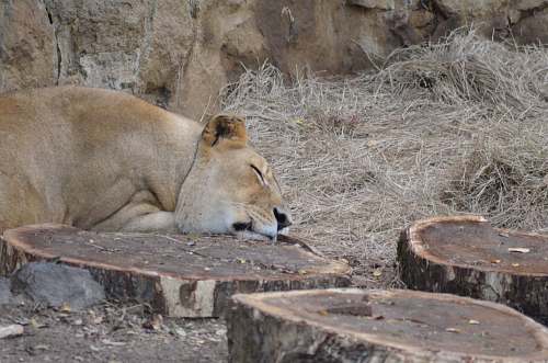 mammal brown lion sleeping near wood stumps lion