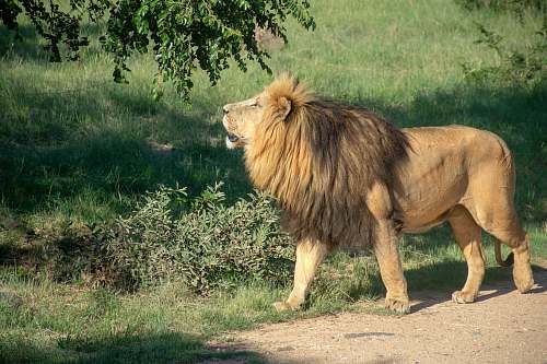 wildlife brown lion under green tree lion