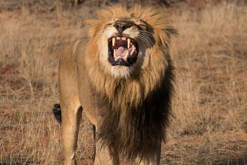 wildlife brown lion lion