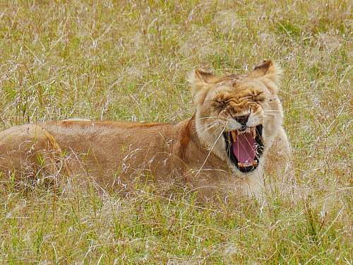 lion brown lioness during daytime wildlife