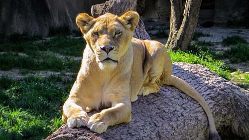 mammal brown lioness lion