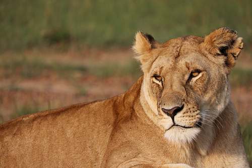 wildlife brown lioness photography mammal