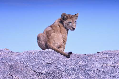 mammal brown lioness sitting on gray rock puma