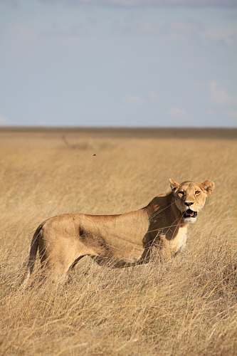 wildlife brown lioness surrounded by grass during daytime lion