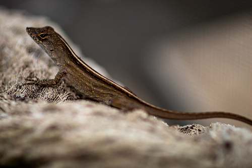 lizard brown lizard reptile