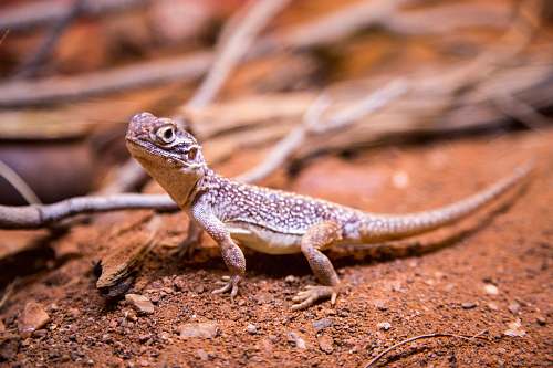 lizard brown lizard next to branch reptile