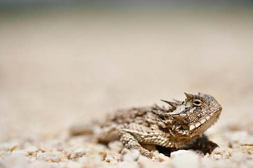 lizard brown lizard on brown soil in close-up photography reptile