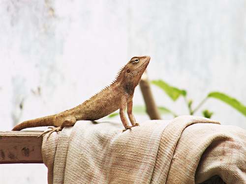 reptile brown lizard on brown textile lizard