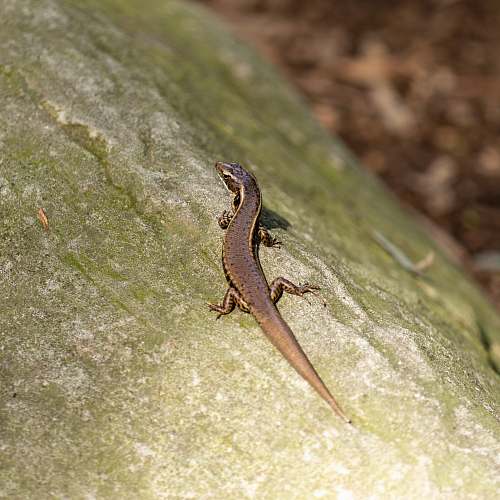 lizard brown lizard on green rock reptile