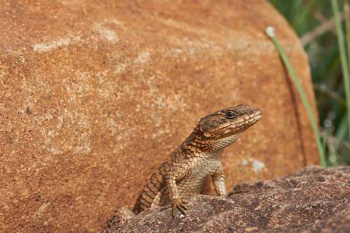reptile brown lizard on rock lizard