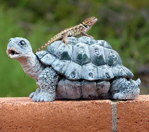 reptile brown lizard on turtle statue sea life