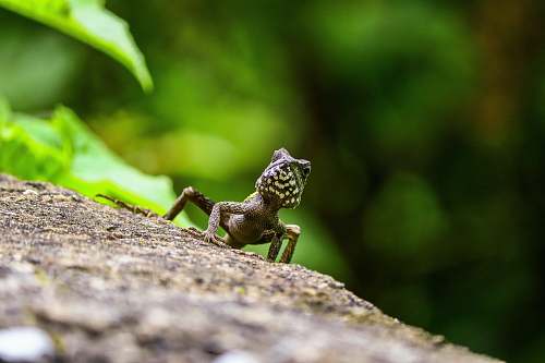 lizard brown lizard photo reptile