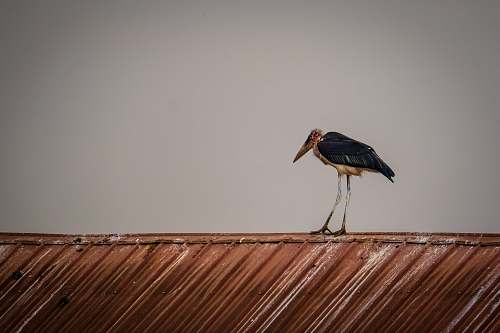 bird brown long-beak bird figure wall decor stork