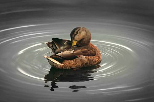 bird brown mallard duck illustration duck