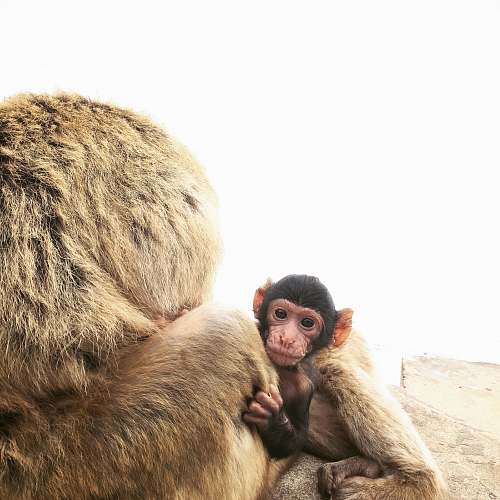mammal brown monkey during daytime monkey