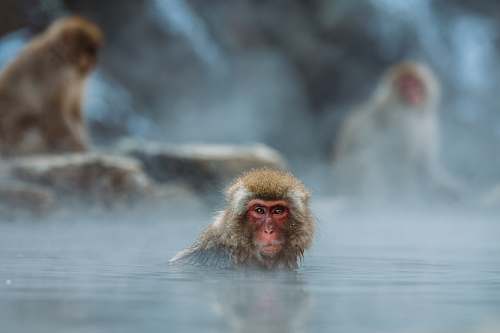 japan brown monkey on body of water shallow focus photography monkey