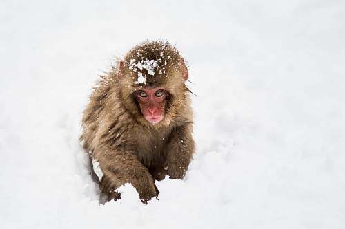 wildlife brown monkey sitting on snowfield monkey