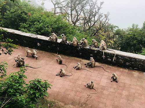zoo brown monkeys sitting near each other on pavement soil