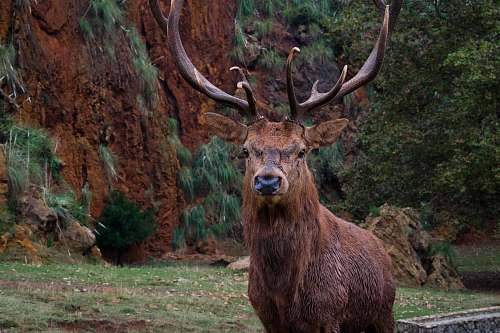 deer brown moose in forest mammal