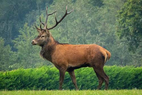 mammal brown moose on grass near hedge elk