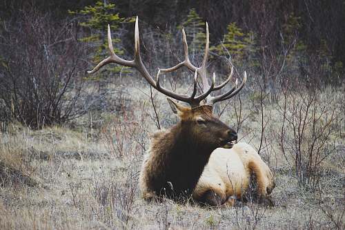 deer brown moose sitting on dried grass elk